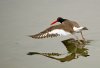 oyster-catcher-taking off.jpg