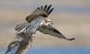 osprey-with-600.jpg