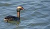 horned-grebe2.jpg