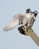 mad-peregrine.jpg