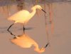 snowy-egret1.jpg