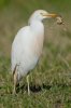 cattle-egret-with-frog3.jpg