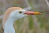 cattle-egret-up-close1.jpg