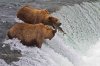 Brooks River Falls bear catching salmon.jpg