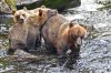 Bear & Cubs #2.jpg