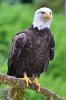 Bald Eagle.jpg