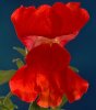 Red Snapdragon.jpg