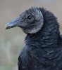 black-vulture.jpg