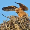 DSC_4756 Fledgling Great Horned Owl.jpg