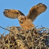 DSC_4768 Fledgling Great Horned Owl.jpg