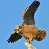 DSC_4789 Fledgling Great Horned Owl.jpg