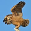 DSC_4790 Fledgling Great Horned Owl.jpg