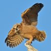 DSC_4792 Fledgling Great Horned Owl.jpg