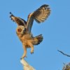 DSC_4811 Fledgling Great Horned Owl.jpg