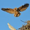 DSC_4813 Fledgling Great Horned Owl.jpg