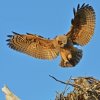 DSC_4814 Fledgling Great Horned Owl.jpg