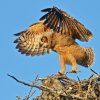 DSC_4825 Fledgling Great Horned Owl.jpg