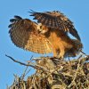 DSC_4831 Fledgling Great Horned Owl.jpg