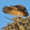 DSC_4834 Fledgling Great Horned Owl.jpg