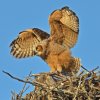 DSC_4837 Fledgling Great Horned Owl.jpg