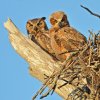 DSC_4962 Adult & Fledgling Great Horned Owl.jpg