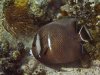 _DSC3203 Grey Angelfish 1024.jpg