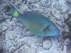 _DSC3564 Stoplight Parrotfish 1024.jpg