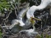 _DSC0560 Egrets feeding crop.jpg