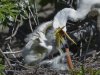 _DSC0561 Egrets feeding crop.jpg