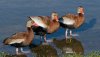 whistling ducks  (3).jpg