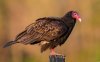 turkey vulture.jpg