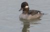 bufflehead.jpg