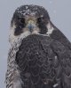 peregrine in snow.jpg