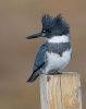 belted-kingfisher_15765243755_o.jpg