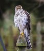 1 28 19 Sharp-shinned Hawk.jpg