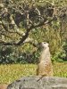 PC050261 Meercat #1.jpg