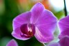DoF_orchid.jpg